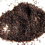 Attar Ayurveda's Samandar shokh For General Debility, Arthritis, Leucorrhea, Oligospermia & Diabetes